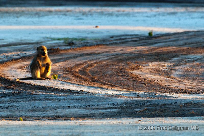 20090615_082419 D300 X1.jpg - Baboons on a airstrip